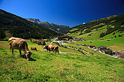 母牛,提洛尔,奥地利