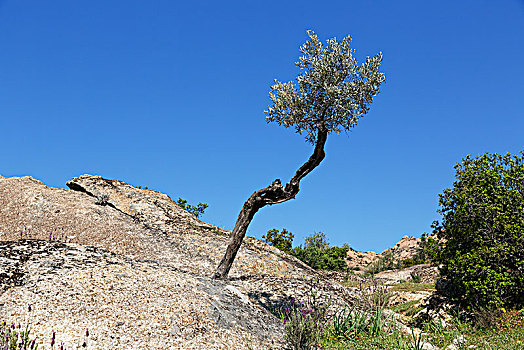 橄榄树,欧橄榄,石头,穆拉,省,爱琴海,区域,土耳其,亚洲