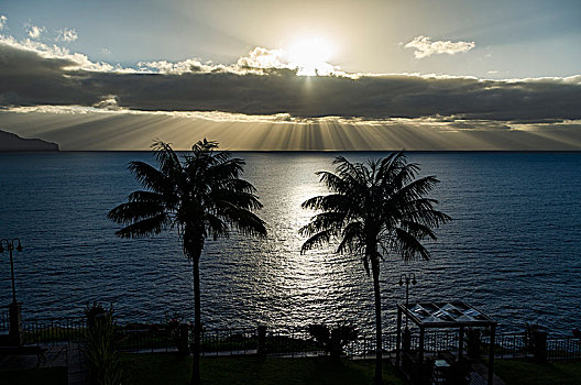 两个,棕榈树,正面,海洋,日落,生动,阴天,丰沙尔,马德拉岛,葡萄牙,欧洲
