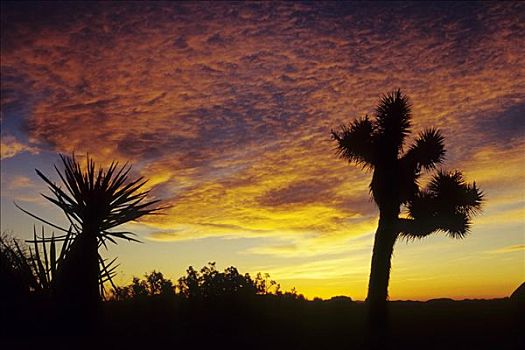 约书亚树,日落,约书亚树国家公园,加利福尼亚,美国