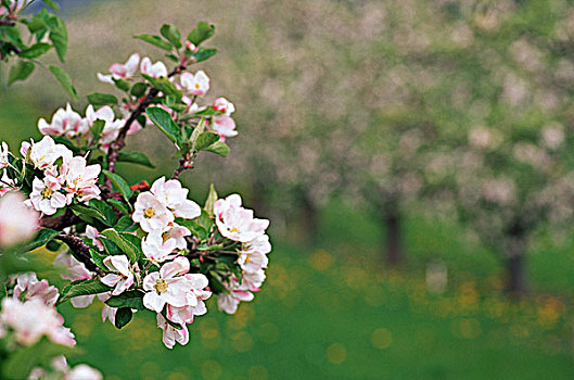 奥克纳根谷,苹果园,花,不列颠哥伦比亚省,加拿大