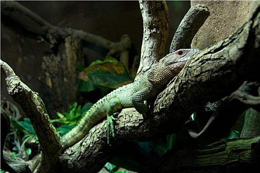 宽吻鳄,蜥蜴,躺着,枝条,树