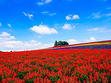 花圃,美瑛,北海道,日本