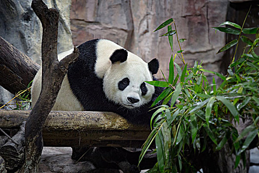 长隆的熊猫