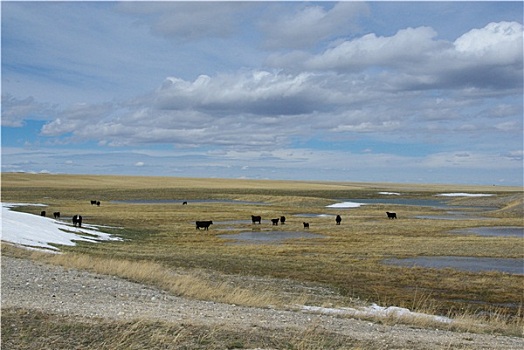 黑色,母牛,浩大,蒙大拿,草原
