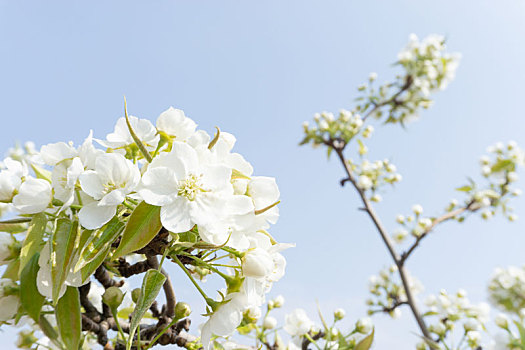 春天里蓝色天空下盛开的几枝白色梨花