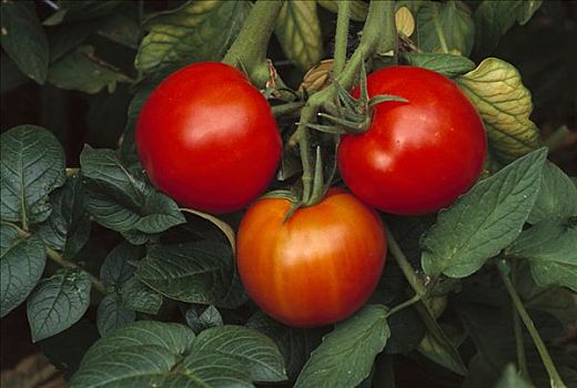 西红柿,番茄,水果,成熟,藤蔓,全球,驯养