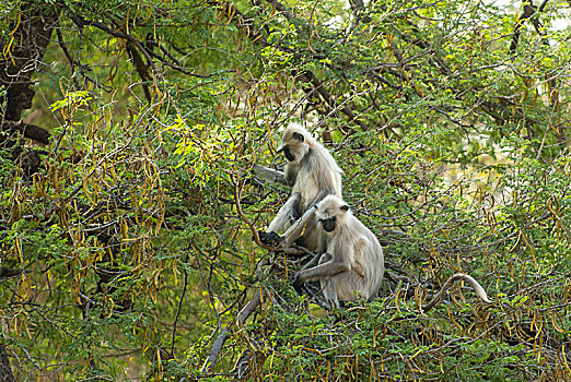 灰色,叶猴,哈奴曼,拉贾斯坦邦,国家公园,印度
