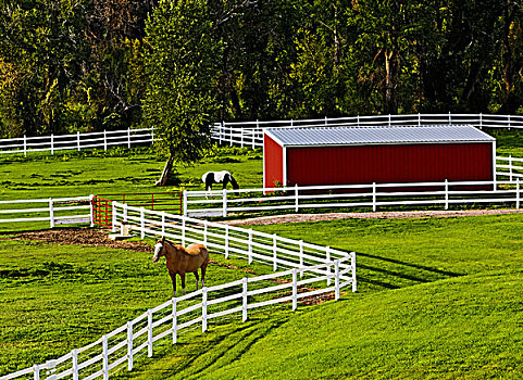 马,白围栏,草场