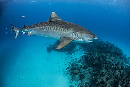 虎鲨,鼬鲨,礁石,北方,巴哈马,加勒比