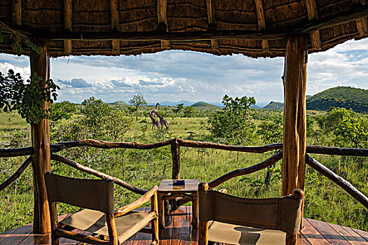 肯尼亚,荒野,长颈鹿,搬进,正面,茅草屋顶,阳台