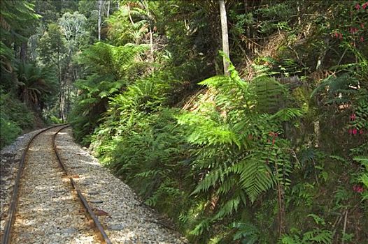 轨道,雨林,风景,乘,铁路,斯特拉恩地区,皇后镇,塔斯马尼亚,澳大利亚