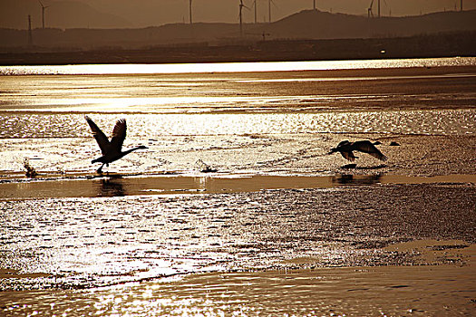 夕阳下滤过湖面的天鹅