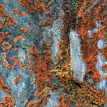 喀纳斯秋天红色岩石苔