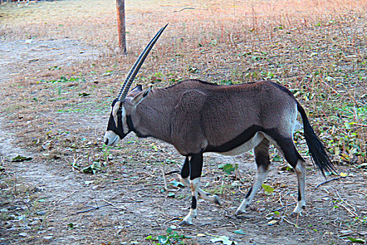 北京动物园南非长角羚