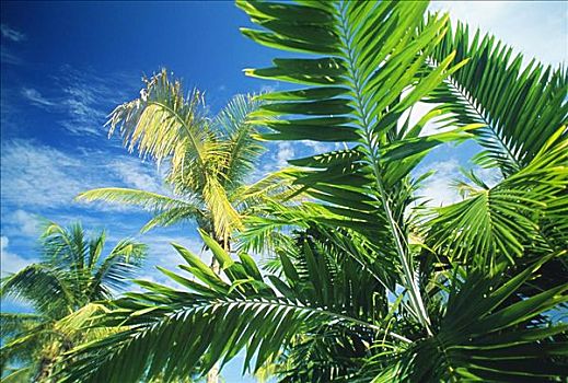 夏威夷,特写,上面,棕榈树