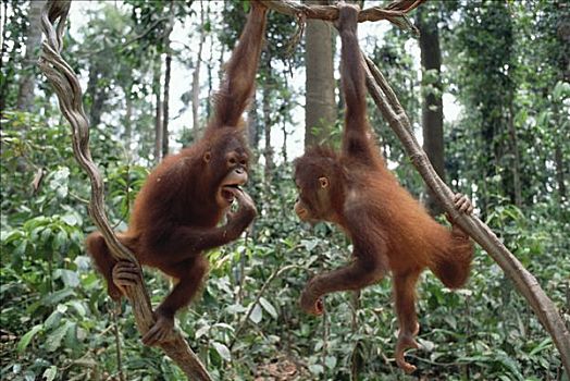 猩猩,黑猩猩,一对,玩,树,婆罗洲
