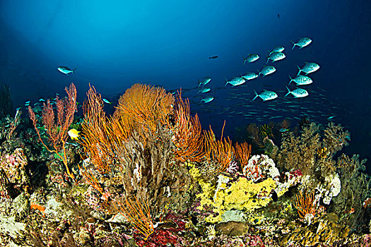 珊瑚礁景,所罗门群岛