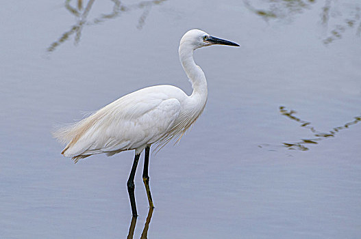 小白鹭,白鹭,湖,斯里兰卡,国家公园