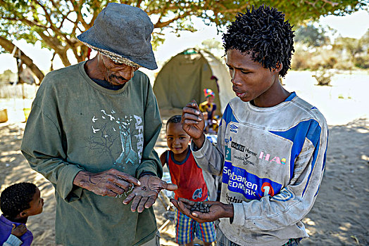 丛林原住民,幼体,甲虫,制作,箭头,毒物,区域,纳米比亚,非洲