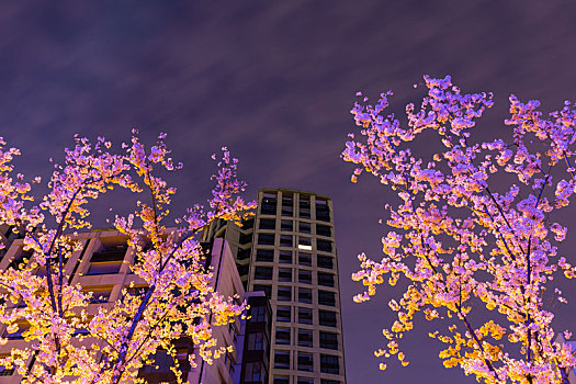 上海樱花夜景