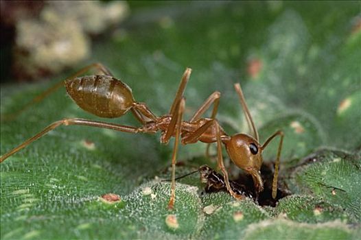蚂蚁,入口,无花果,等待,黄蜂,巴布亚新几内亚
