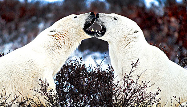 两个,雄性,北极熊,打斗,丘吉尔市,曼尼托巴,加拿大