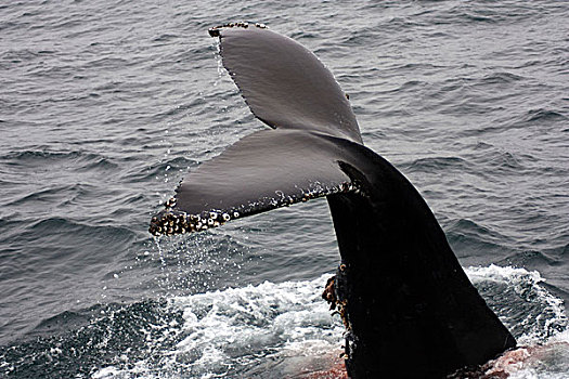 鲸尾叶突,室外,水,驼背鲸