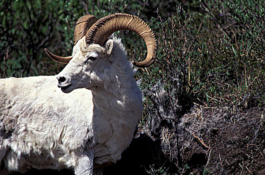北美,美国,阿拉斯加,德纳里国家公园,多彩,野大白羊,公羊