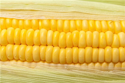 谷物,玉米,背景