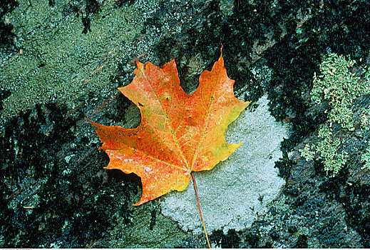 秋天,枫叶,安大略省,加拿大