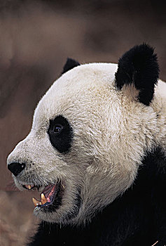 大熊猫,成人,头像,卧龙自然保护区,中国