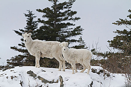 两个,大角羊,雪,山脊