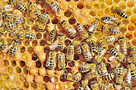 欧洲,蜜蜂,意大利蜂,窝,蜂窝,幼体,巴伐利亚,德国