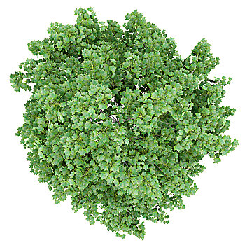 俯视,郁金香,树,隔绝,白色背景,背景,插画