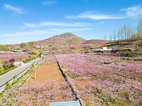 山东蒙阴岱崮地貌桃花盛开