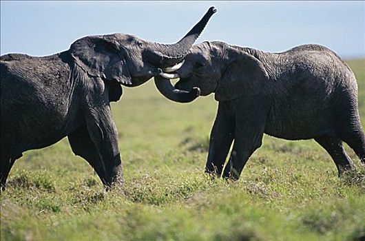 非洲象,马塞马拉野生动物保护区,肯尼亚