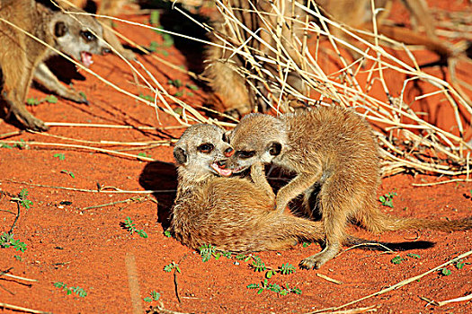 猫鼬,细尾獴属,幼仔,玩,窝,禁猎区,卡拉哈里沙漠,北角,南非,非洲