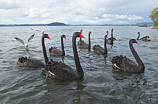 黑天鹅,天鹅,成群,湖,罗托鲁瓦,新西兰
