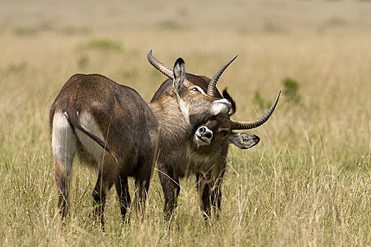 雄性,水羚,打闹,马赛马拉,肯尼亚