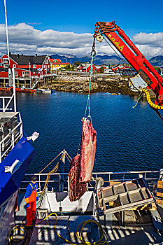 卸载,鲸,肉,罗弗敦群岛,诺尔兰郡,挪威北部,挪威