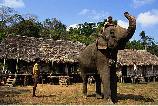 两个男人,训练,大象,露营,安达曼群岛,印度