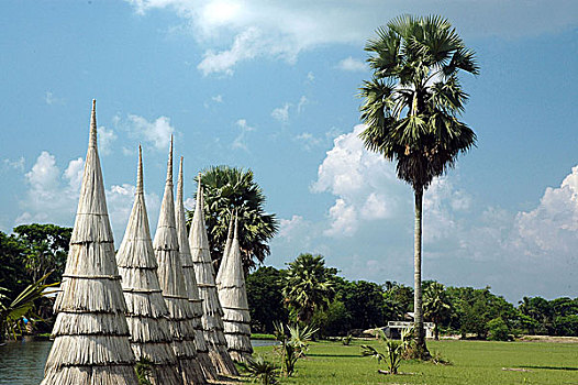 存储,黄麻纤维,茎,传统方法,乡村,孟加拉,十月,2004年