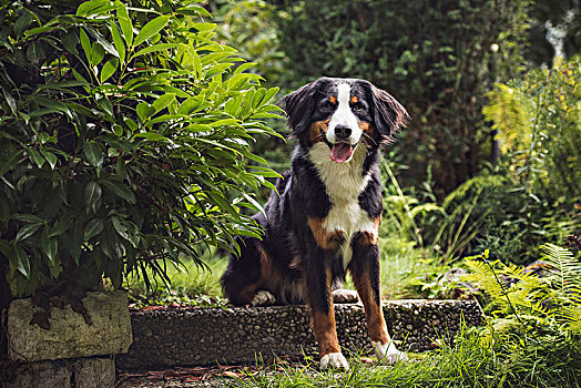 狗,家犬,坐,石头,花园,风景,瑞士,欧洲