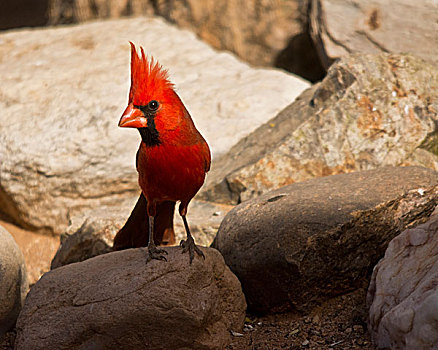 雄性,主红雀,栖息,岩石上,萨瓜罗国家公园,亚利桑那,美国
