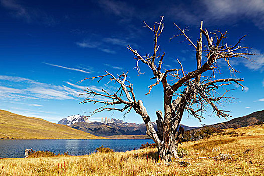 干燥,树,托雷德裴恩国家公园,泻湖,巴塔哥尼亚,智利