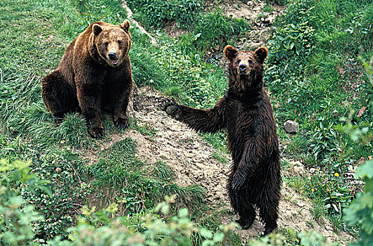 棕熊,一对,坐,后腿站立