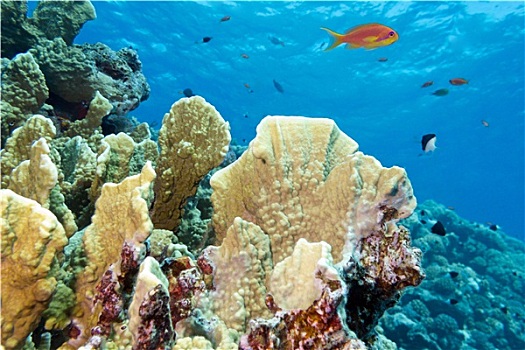 珊瑚礁,珊瑚,热带