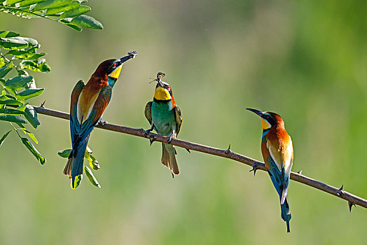 三个,食蜂鸟,黄喉蜂虎,捕食,坐在树上,莱茵兰普法尔茨州,德国,欧洲
