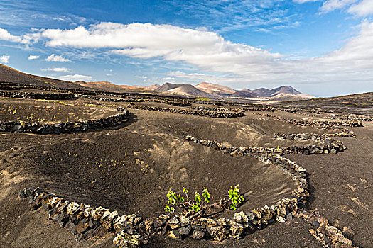 葡萄园,防护,石墙,暗色,火山岩,土地,兰索罗特岛,加纳利群岛,西班牙